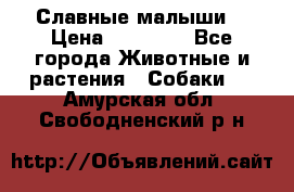 Славные малыши! › Цена ­ 10 000 - Все города Животные и растения » Собаки   . Амурская обл.,Свободненский р-н